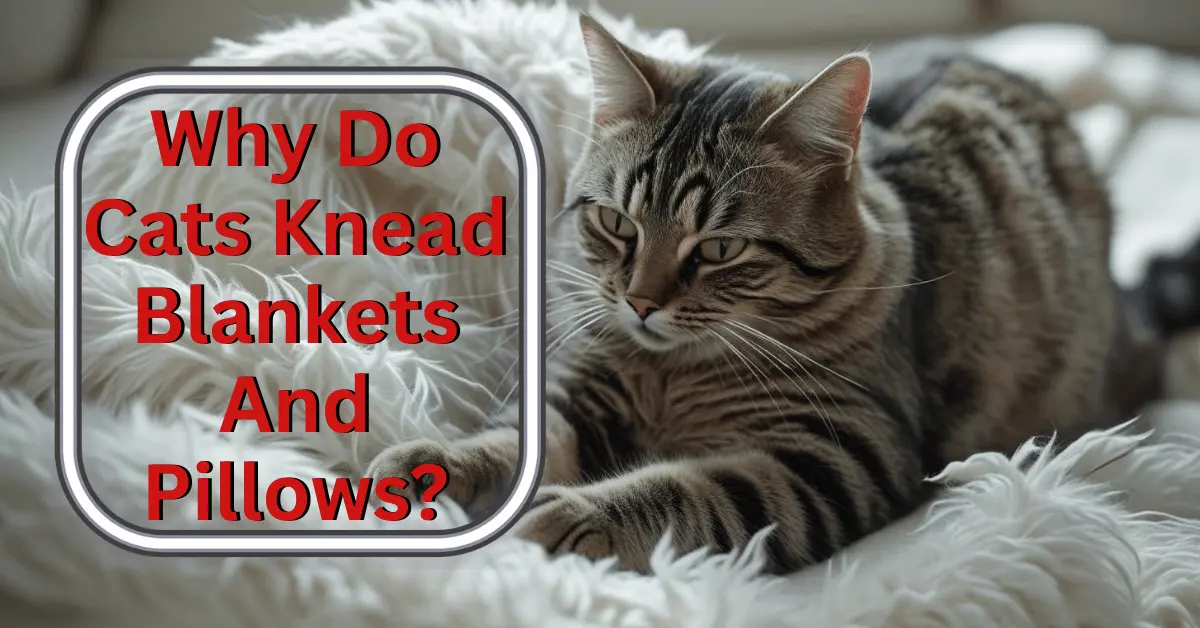 A relaxed cat kneading a soft blanket with half-closed eyes, showing comfort, happiness, and security