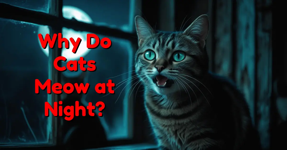 A wide-eyed cat sitting on a windowsill at night, meowing under the moonlight while sensing another animal outside