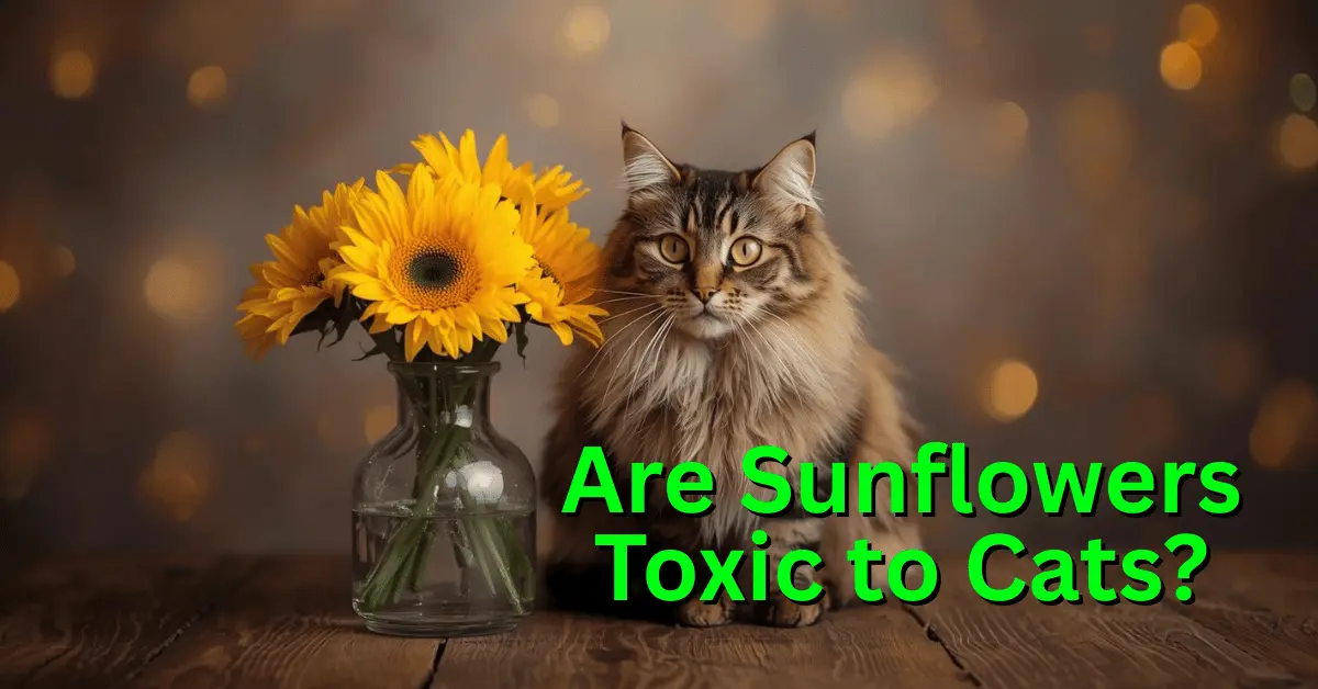 Curious cat sitting next to bright yellow sunflowers in a vase, showing safe flowers for cats