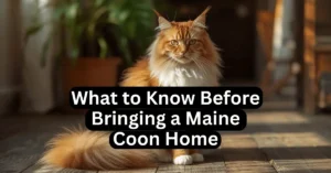 Majestic Maine Coon cat sitting on a wooden floor, showing its large size, fluffy tail, and tufted ears