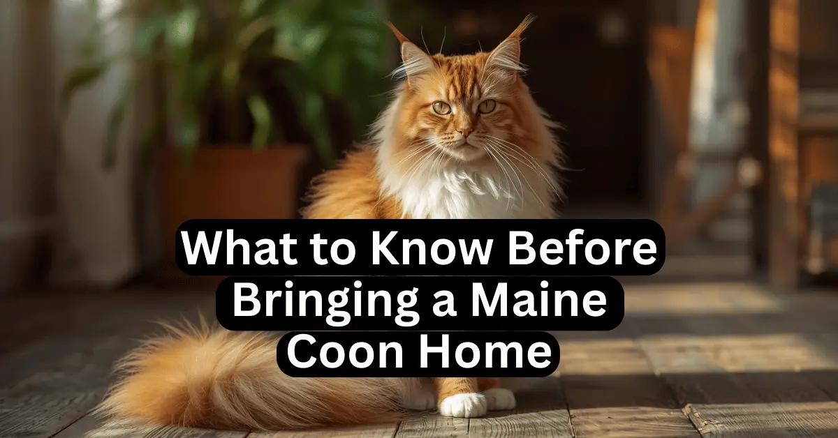Majestic Maine Coon cat sitting on a wooden floor, showing its large size, fluffy tail, and tufted ears