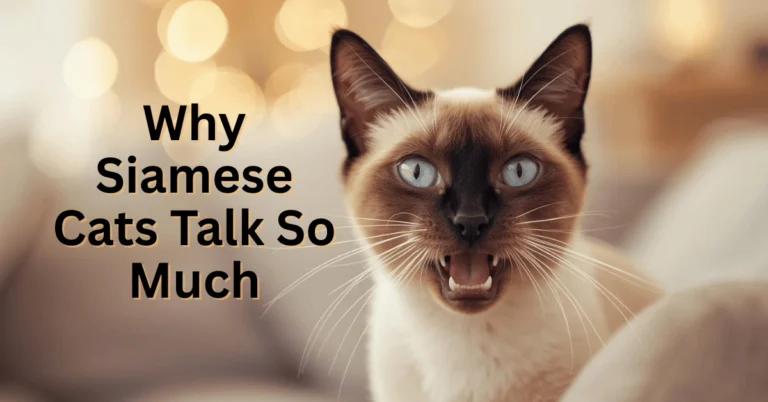 Siamese cat sitting on a sofa, meowing with bright blue eyes, looking both playful and demanding