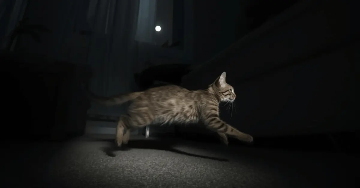 Cat sprinting across a living room at night during zoomies